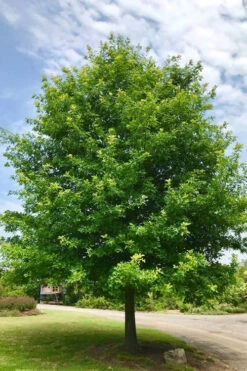 Nuttall Oak Tree (Quercus Nuttallii) - 3 Gallon Pot 19 Nuttall Oak Tree (Quercus Nuttallii) - 3 Gallon Pot -Wilson Bros Gardens tree oaknutall 500x750 1