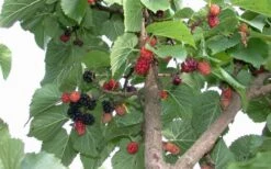 Red Mulberry Tree (Morus Rubra) - 3 Gallon Pot 16 Red Mulberry Tree (Morus Rubra) - 3 Gallon Pot -Wilson Bros Gardens tree red mulberry 2 800x500 4