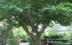 Red Mulberry Tree (Morus Rubra) - 3 Gallon Pot 17 Red Mulberry Tree (Morus Rubra) - 3 Gallon Pot -Wilson Bros Gardens tree red mulberry 3 800x500 4