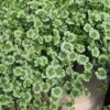 4 Luck Green Glow Trifolium (Shamrock Clover) - 5 Pack Of Pint Pots