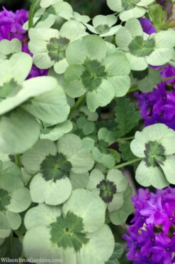 4 Luck Green Glow Trifolium (Shamrock Clover) - 5 Pack Of Pint Pots -Wilson Bros Gardens trifolium 4luck green glow 5