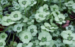 4 Luck Green Glow Trifolium (Shamrock Clover) - 5 Pack Of Pint Pots -Wilson Bros Gardens trifolium 4luck green glow 6