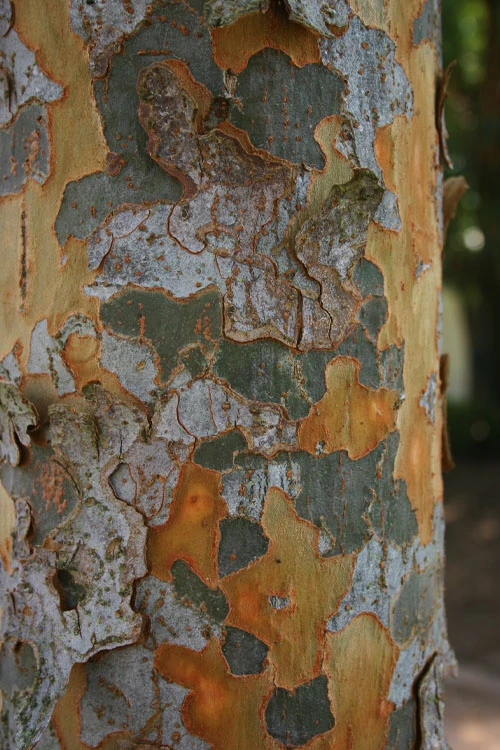 Everclear Lacebark Elm Tree - 7 Gallon Pot (6-7’) 5 Everclear Lacebark Elm Tree - 7 Gallon Pot (6-7’) - Image 5