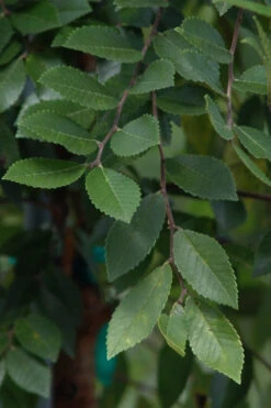 Everclear Lacebark Elm Tree - 7 Gallon Pot (6-7’) 12 Everclear Lacebark Elm Tree - 7 Gallon Pot (6-7’) -Wilson Bros Gardens ulmus parviflora everclear lacebark elm tree 5