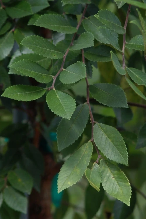 Everclear Lacebark Elm Tree - 7 Gallon Pot (6-7’) 6 Everclear Lacebark Elm Tree - 7 Gallon Pot (6-7’) - Image 6