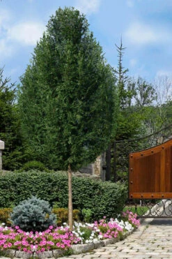 Everclear Lacebark Elm Tree - 7 Gallon Pot (6-7’)