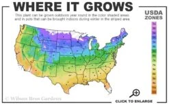 Fancy Finch Ajuga (Bugleweed) - 5 Pack Of Quart Pots -Wilson Bros Gardens usda zone map 3