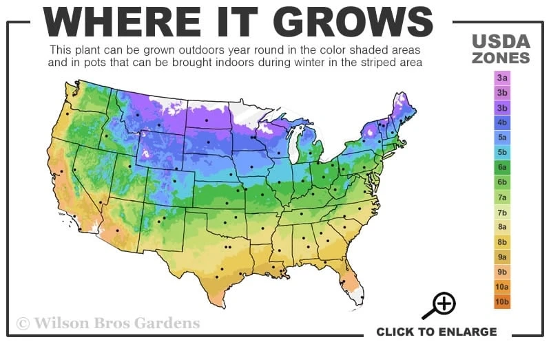 Fierce Falcon Ajuga (Bugleweed) - 5 Pack Of Quart Pots 3 Fierce Falcon Ajuga (Bugleweed) - 5 Pack Of Quart Pots - Image 3