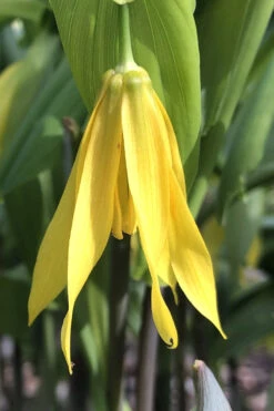 Yellow Merry Bells (Uvularia Grandiflorum) - 3-Pack Of Quart Pots 11 Yellow Merry Bells (Uvularia Grandiflorum) - 3-Pack Of Quart Pots -Wilson Bros Gardens uvularia grandiflora yellow merry bellows 3