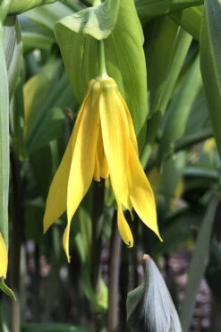 Yellow Merry Bells (Uvularia Grandiflorum) - 3-Pack Of Quart Pots 13 Yellow Merry Bells (Uvularia Grandiflorum) - 3-Pack Of Quart Pots -Wilson Bros Gardens uvularia grandiflora yellow merry bellows 4