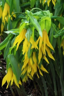 Yellow Merry Bells (Uvularia Grandiflorum) - 3-Pack Of Quart Pots 14 Yellow Merry Bells (Uvularia Grandiflorum) - 3-Pack Of Quart Pots -Wilson Bros Gardens uvularia grandiflora yellow merry bellows 6