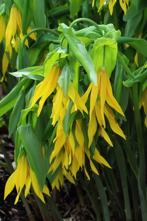 Yellow Merry Bells (Uvularia Grandiflorum) - 3-Pack Of Quart Pots 7 Yellow Merry Bells (Uvularia Grandiflorum) - 3-Pack Of Quart Pots - Image 7