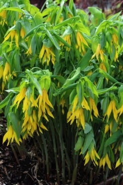 Yellow Merry Bells (Uvularia Grandiflorum) - 3-Pack Of Quart Pots 15 Yellow Merry Bells (Uvularia Grandiflorum) - 3-Pack Of Quart Pots -Wilson Bros Gardens uvularia grandiflora yellow merry bellows 7