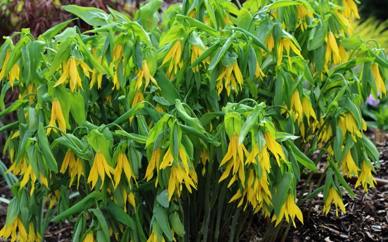 Yellow Merry Bells (Uvularia Grandiflorum) - 3-Pack Of Quart Pots 5 Yellow Merry Bells (Uvularia Grandiflorum) - 3-Pack Of Quart Pots - Image 5