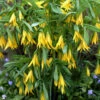 Yellow Merry Bells (Uvularia Grandiflorum) - 3-Pack Of Quart Pots