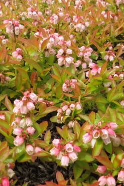 Wild Lowbush Blueberry Plant - 1 Gallon -Wilson Bros Gardens vaccinium angustifolium low bush blueberry 4