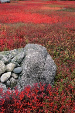 Wild Lowbush Blueberry Plant - 1 Gallon -Wilson Bros Gardens vaccinium angustifolium low bush blueberry 7