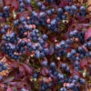 Cabernet Splash Blueberry Bush - 2 Gallon Pot