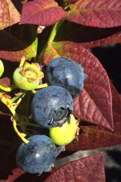 Cabernet Splash Blueberry Bush - 2 Gallon Pot -Wilson Bros Gardens vaccinium corymbosum cabernet splash blueberry bush 2