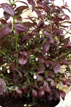 Cabernet Splash Blueberry Bush - 2 Gallon Pot -Wilson Bros Gardens vaccinium corymbosum cabernet splash blueberry bush 3