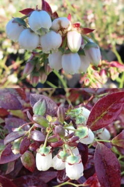 Cabernet Splash Blueberry Bush - 2 Gallon Pot -Wilson Bros Gardens vaccinium corymbosum cabernet splash blueberry bush 4