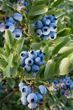 Razz Blueberry Bush - 5 Gallon Pot