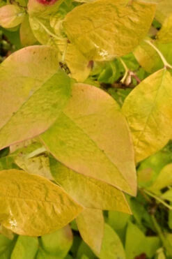 Blue Gold Blueberry Bush- 1 Gallon Pot -Wilson Bros Gardens vaccinium corymobosum bluegold blueberry bush 2