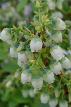 Blue Gold Blueberry Bush- 1 Gallon Pot -Wilson Bros Gardens vaccinium corymobosum bluegold blueberry bush 4