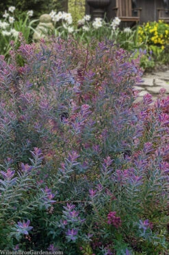 Rosa's Blush Blueberry (Vaccinium Darrowii) - 3 Gallon Pot -Wilson Bros Gardens vaccinium darrowii rosas blush blueberry 14