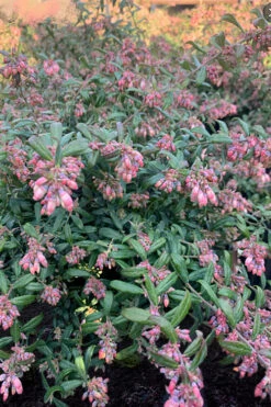 Rosa's Blush Blueberry (Vaccinium Darrowii) - 3 Gallon Pot -Wilson Bros Gardens vaccinium darrowii rosas blush blueberry 16