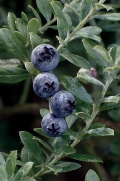 Rosa's Blush Blueberry (Vaccinium Darrowii) - 3 Gallon Pot -Wilson Bros Gardens vaccinium darrowii rosas blush blueberry 18
