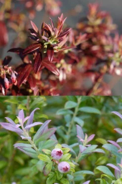 Rosa's Blush Blueberry (Vaccinium Darrowii) - 3 Gallon Pot -Wilson Bros Gardens vaccinium darrowii rosas blush blueberry 189jpg