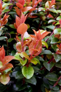 Evergreen Huckleberry (Vaccinium Ovatum) - 3 Gallon Pot 14 Evergreen Huckleberry (Vaccinium Ovatum) - 3 Gallon Pot -Wilson Bros Gardens vaccinium ovatum evergreen huckleberry 10 1