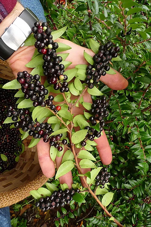 Evergreen Huckleberry (Vaccinium Ovatum) - 3 Gallon Pot 1 Evergreen Huckleberry (Vaccinium Ovatum) - 3 Gallon Pot