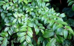 Evergreen Huckleberry (Vaccinium Ovatum) -3 Gallon Pot 17 Evergreen Huckleberry (Vaccinium Ovatum) -3 Gallon Pot -Wilson Bros Gardens vaccinium ovatum evergreen huckleberry 12