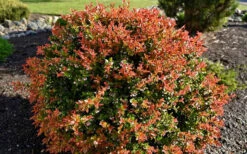 Evergreen Huckleberry (Vaccinium Ovatum) - 3 Gallon Pot 15 Evergreen Huckleberry (Vaccinium Ovatum) - 3 Gallon Pot -Wilson Bros Gardens vaccinium ovatum evergreen huckleberry 8 1