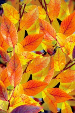 Bluejay Highbush Blueberry - 1 Gallon Pot -Wilson Bros Gardens vaccinum corymbosum bluejay highbush blueberry 2