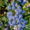 Mini Blues Blueberry Bush - 1 Gallon Pot