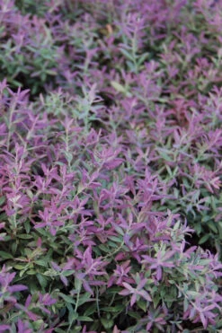 Rosa's Blush Blueberry (Vaccinium Darrowii) - 3 Gallon Pot -Wilson Bros Gardens vaccinum darrowii rosas blush blueberry 1