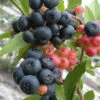 Nocturne Blueberry Bush - 3 Gallon Pot