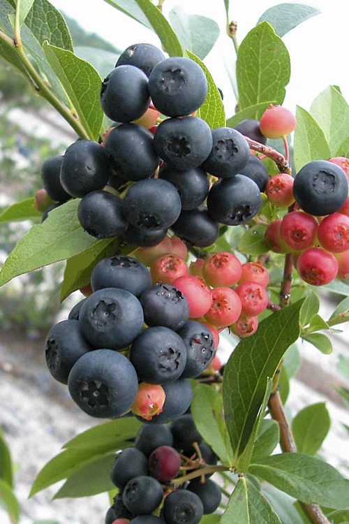 Nocturne Blueberry Bush - 3 Gallon Pot 1 Nocturne Blueberry Bush - 3 Gallon Pot