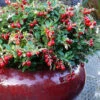 Red Candy Ligonberry (Vaccinum Vitis-idaea) - 1 Gallon