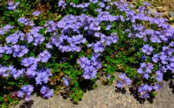 Turkish Blue Veronica (Creeping Speedwell) - 5 Pack Of Pint Pots -Wilson Bros Gardens veronica liwanensis turkish creeping speedwell 2 1