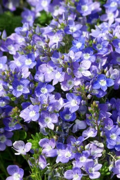 Turkish Blue Veronica (Creeping Speedwell) - 6 Pack Of Pint Pots -Wilson Bros Gardens veronica liwanensis turkish creeping speedwell 3