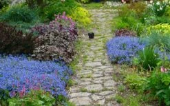 Georgia Blue Veronica Umbrosa - 6 Pack Of 1 Gallon Pots 9 Georgia Blue Veronica Umbrosa - 6 Pack Of 1 Gallon Pots -Wilson Bros Gardens veronica peduncularis georgia blue speedwell 1