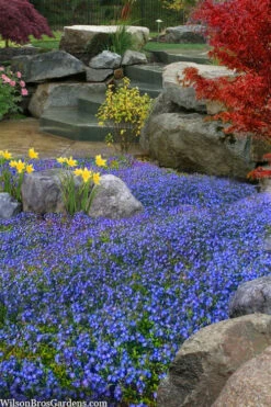 Georgia Blue Veronica Umbrosa - 6 Pack Of 1 Gallon Pots