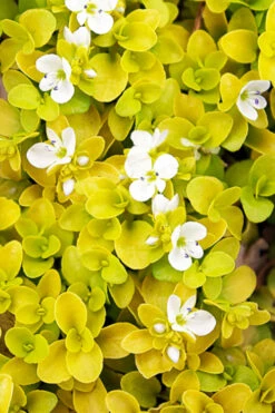 Sunshine Golden Creeping Veronica (Speedwell) - 6 Pack Of Pint Pots -Wilson Bros Gardens veronica repens sunshine speedwell 1