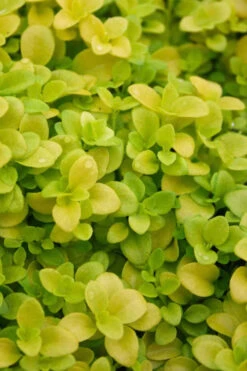 Sunshine Golden Creeping Veronica (Speedwell) - 6 Pack Of Pint Pots -Wilson Bros Gardens veronica repens sunshine speedwell 2