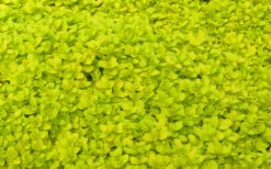 Sunshine Golden Creeping Veronica (Speedwell) - 6 Pack Of Pint Pots -Wilson Bros Gardens veronica repens sunshine speedwell 3