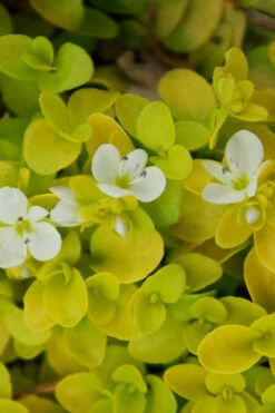 Sunshine Golden Creeping Veronica (Speedwell) - 6 Pack Of Pint Pots -Wilson Bros Gardens veronica sunshine 500x750 1